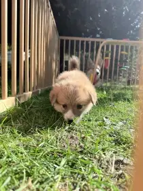 Welsch corgi pembroke