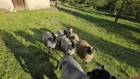 Letošní Romanovské jehničky