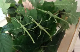 Strašilky Diapherodes gigantea