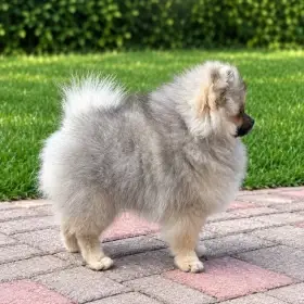 Pomeranian s PP FCI