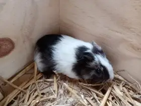 2 krásná morčátka - mláďata, kluci