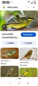 Koupím Zvonohlík Mozambický