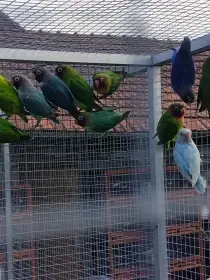 Agapornis hnědohlavý 2026