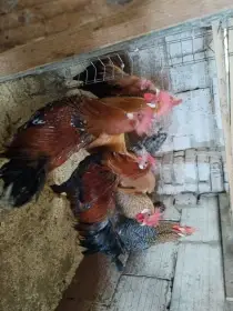 Prodám vlašky