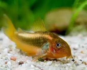 Corydoras cw010 - Gold Stripe - rarita