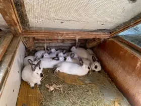Kalifornský králík