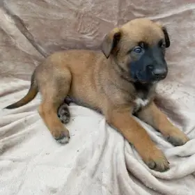 Štěňata belgického ovčáka malinois bez PP