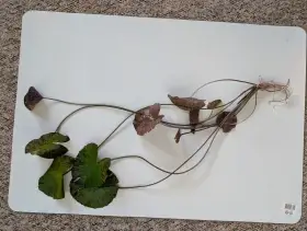 Akvarijní leknín
