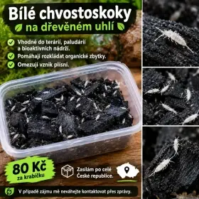 Prodej chvostoskoků