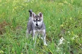 Husky - Alaskan klee kai