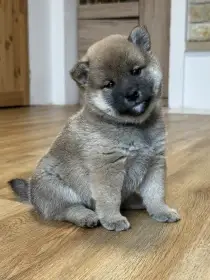 Shiba s PP