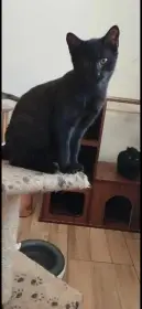 Burizonek- krasny kocourek k adopci