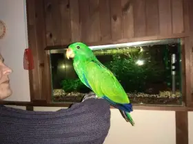 Eklektus polychloros 1.0