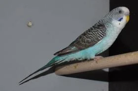 0.2 MODRÁ BLACKWING KOUPÍM