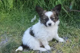 Papillon pejsek s PP