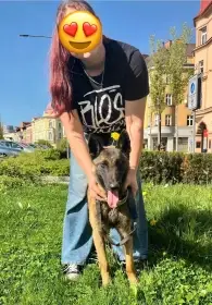 Belgický ovčák malinois s PP - skvělý parťák