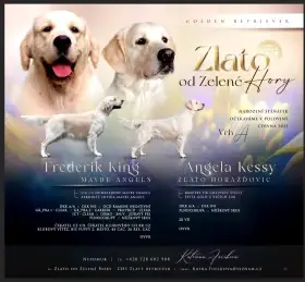 Očekáváme narození štěňátek Zlatý retriever s PP