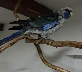 Rosela penant modrá