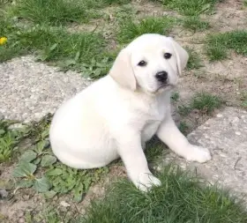 Labrador smetanová štěňátka s PP