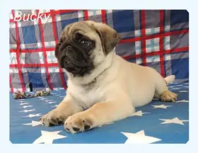 Mops s PP.