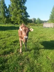 Prodám roční jalovici Brown Swiss
