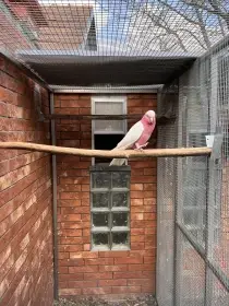 Kakadu ružový lutino