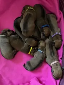 Rhodéský ridgeback - štěňátka s PP