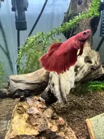Darujem samečka bojovnice pestré (Betta splendens)