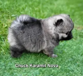 Německý špic trpasličí ne pomeranian štěně s PP FCI