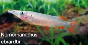 Polozobánky zo Sulawesi Nomorhamphus ebrardtii