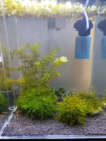 🌿 Krevetárium 30l 🌿
