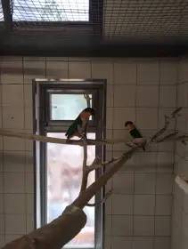Amazónek černotemenný