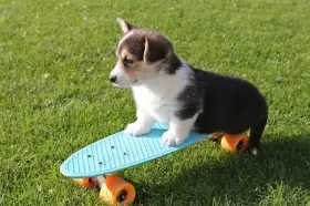 Kluk jako buk Welsh Corgi Pembroke