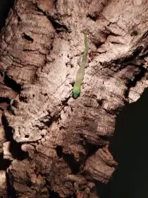 Phelsuma madagaskarská (KOCHI)