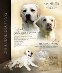 Labradorský retriever - štěňátka s PP