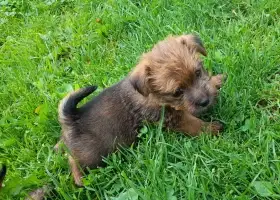 Norfolk terrier