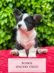 Welsh Corgi Cardigan – štěňata s PP po špičkových rodičích (ZKwP/FCI)