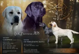 Štěňátka labradora s PP