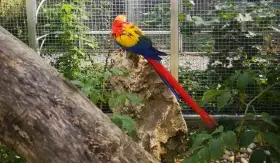 Ara Arakanga Macao