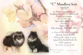 Pomeranian s PP FCI