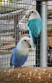 Agapornis růžohrdlý koupím samičky