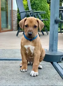 Nestandardní pejsek s PP - rhodéský ridgeback