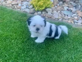 Štěňátka se znaky plemene Shih-tzu ( ši-cu)