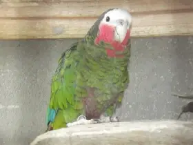 Amazoňan kubánský