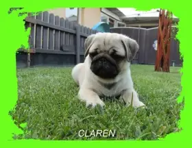 Mops s PP.