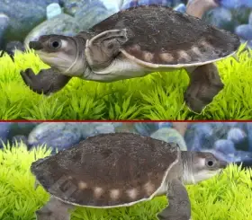 Carettochelys insculpta (zolw dwunosny)