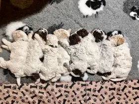 Prodám - Lagotto Romagnolo (Italský vodní pes) s PP