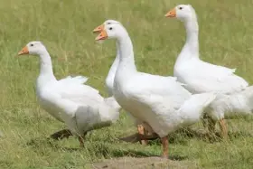 Prodám husu českou