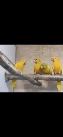 Aratinga guarouba - možnosť zostavenia nepríbuzných pár