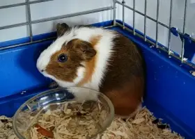 Morče
